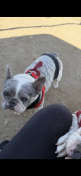 Lost Female Dog last seen Norwalk ca, Norwalk, CA 90650