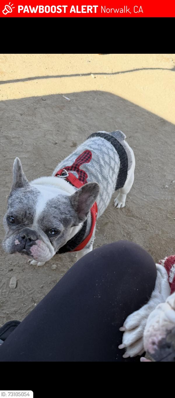 Lost Female Dog last seen Norwalk ca, Norwalk, CA 90650