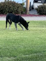 Found/Stray Unknown Dog last seen CVS, Herndon and Sunnyside, Clovis, CA 93611