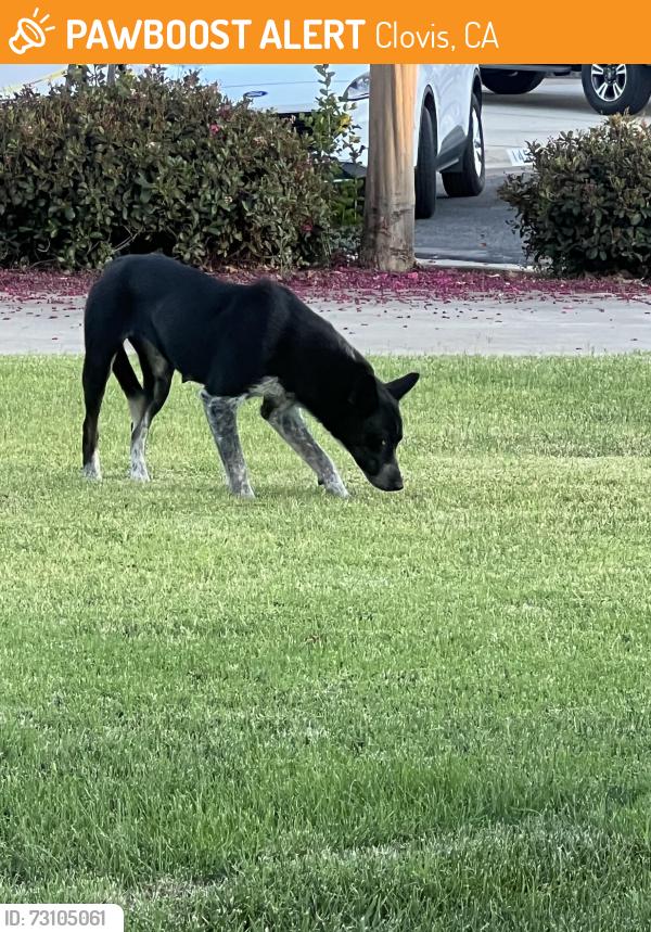 Found/Stray Unknown Dog last seen CVS, Herndon and Sunnyside, Clovis, CA 93611