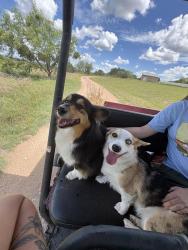 Lost Female Dog last seen Cougar Ridge Neighborhood, Waco, TX 76708