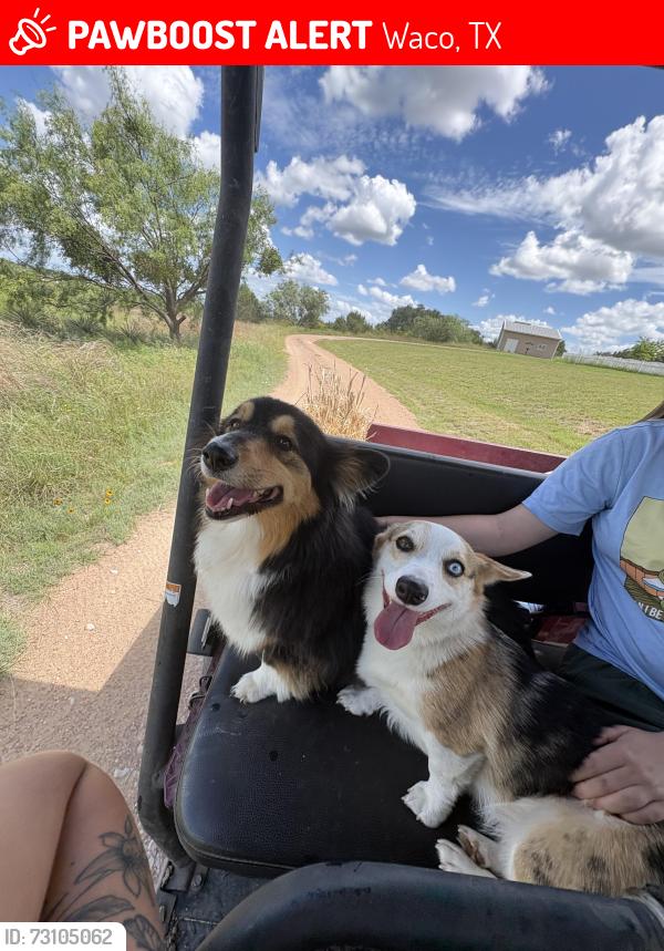 Lost Female Dog last seen Cougar Ridge Neighborhood, Waco, TX 76708
