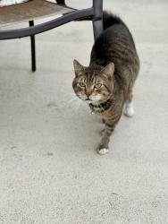 Lost Male Cat last seen Civic Center Dr and Volunteer Avenue, Norwalk, CA 90650