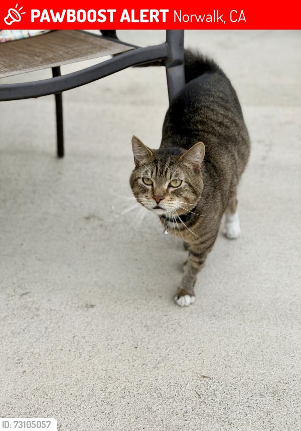 Lost Male Cat last seen Civic Center Dr and Volunteer Avenue, Norwalk, CA 90650