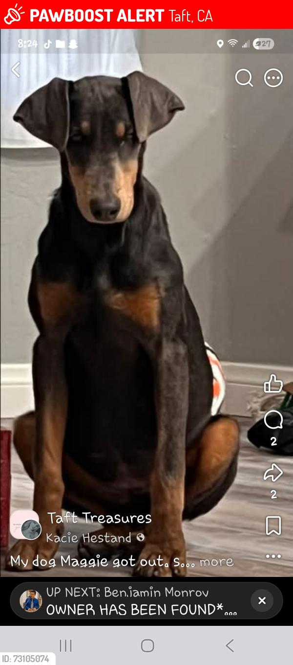 Lost Female Dog last seen taft, Taft, CA 93268