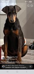 Lost Female Dog last seen taft, Taft, CA 93268