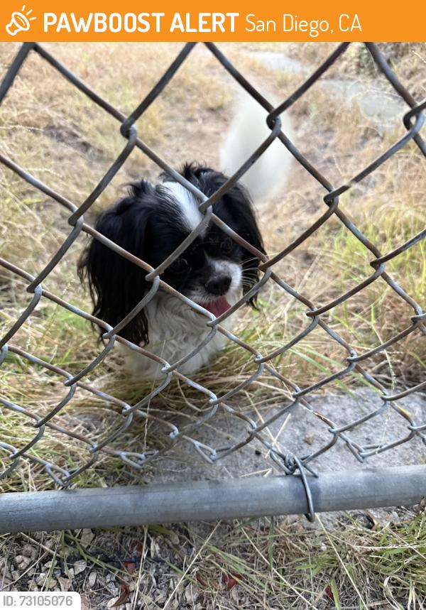 Found/Stray Unknown Dog last seen Trinidad Way and San Jacinto, San Diego, CA 92114