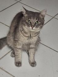 Found/Stray Male Cat last seen St Matthew the Evangelist Catholic Church, Houston, TX 77040
