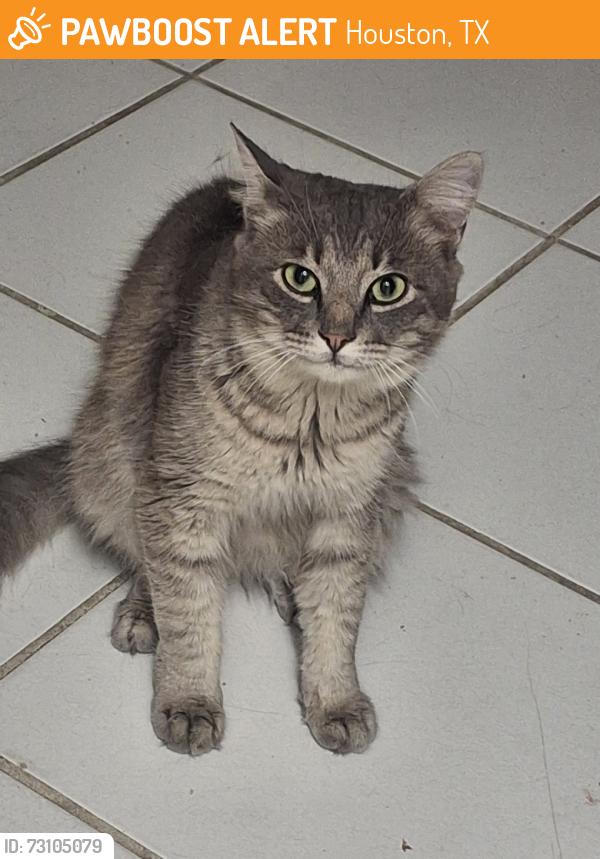 Found/Stray Male Cat last seen St Matthew the Evangelist Catholic Church, Houston, TX 77040