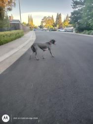Found/Stray Female Dog last seen Wildridge, Fair Oaks, CA 95628