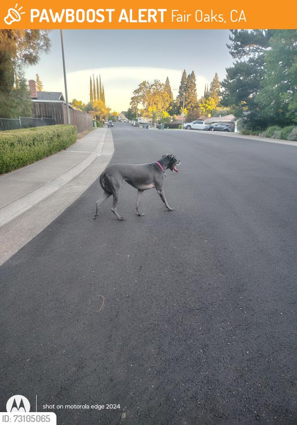 Found/Stray Female Dog last seen Wildridge, Fair Oaks, CA 95628