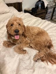 Reunited Male Dog last seen I found him walking along Washington Street and Mt Hood, Sunrise Manor, NV 89110