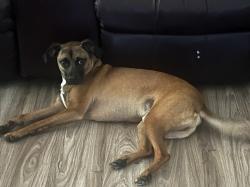 Lost Male Dog last seen Martin Luther King Jr S Blvd by Walter Bickett Elementary School, Monroe, NC 28112