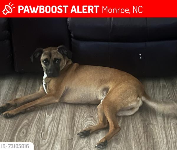 Lost Male Dog last seen Martin Luther King Jr S Blvd by Walter Bickett Elementary School, Monroe, NC 28112