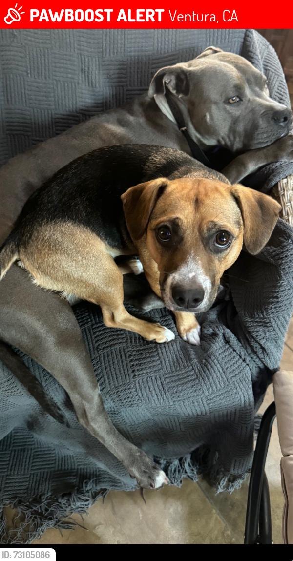 Lost Female Dog last seen Lima vista, Ventura, CA 93003