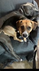 Lost Female Dog last seen Lima vista, Ventura, CA 93003