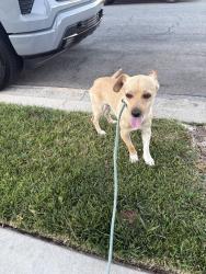 Found/Stray Male Dog last seen Mayfair and Tustin, Orange, CA 92867