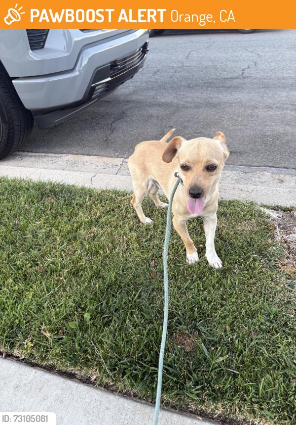 Found/Stray Male Dog last seen Mayfair and Tustin, Orange, CA 92867