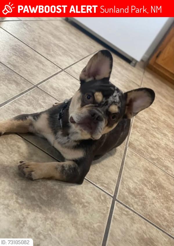 Lost Male Dog last seen Second street & Linda vista street, Sunland Park, NM 88063