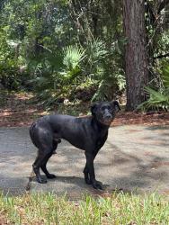 Found/Stray Male Dog last seen in the forest around Williamsburg Ct / piedmont manor Dr / Millstone dr .. first found by Oakleaf village elementary school / right by nature’s hammock ., Orange Park, FL 32065