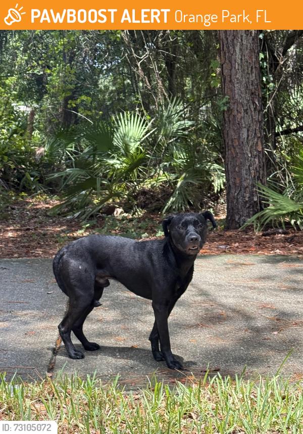 Found/Stray Male Dog last seen in the forest around Williamsburg Ct / piedmont manor Dr / Millstone dr .. first found by Oakleaf village elementary school / right by nature’s hammock ., Orange Park, FL 32065