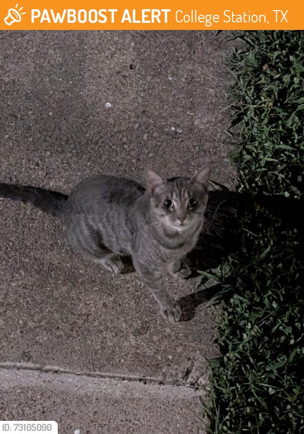 Found/Stray Unknown Cat last seen On the corner of southwest parkway and anderson., College Station, TX 77840
