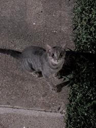 Found/Stray Unknown Cat last seen On the corner of southwest parkway and anderson., College Station, TX 77840