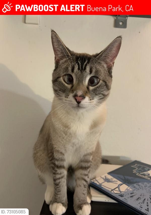 Lost Male Cat last seen Beach Blvd & Malvern Ave, Buena Park, CA 90621