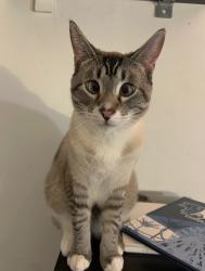 Lost Male Cat last seen Beach Blvd & Malvern Ave, Buena Park, CA 90621