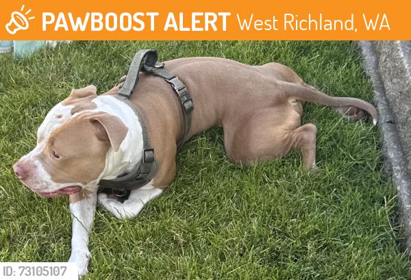 Found/Stray Male Dog last seen Van giesen, West Richland, WA 99353