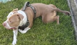 Found/Stray Male Dog last seen Van giesen, West Richland, WA 99353