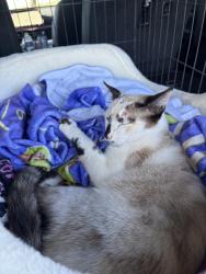 Reunited Female Cat last seen Combie, LOP, Auburn, CA 95603