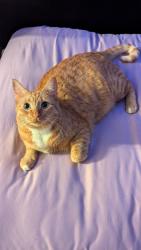 Reunited Female Cat last seen Near W 5th St, Tempe, AZ 85281, USA, Tempe, AZ 85281