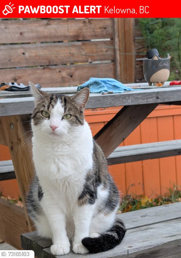 Lost Male Cat last seen Rutland, Kelowna, BC 