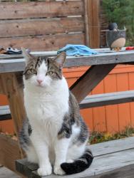 Lost Male Cat last seen Rutland, Kelowna, BC 