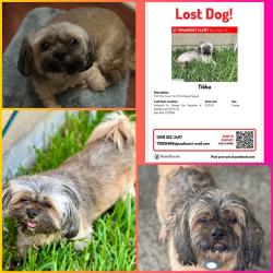 Lost Female Dog last seen Waterford Dr., Georgia, San Augustine at Battleground Golf Course, Deer Park, TX 77536
