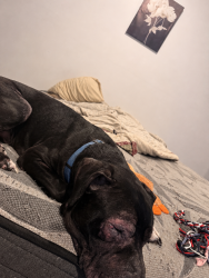 Lost Male Dog last seen Circle K on 1st and Broadwater, Billings, MT 59101