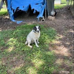 Reunited Female Dog last seen Stringer Ave., Gainesville, Gainesville, GA 30501