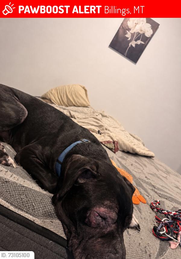 Lost Male Dog last seen Circle K on 1st and Broadwater, Billings, MT 59101