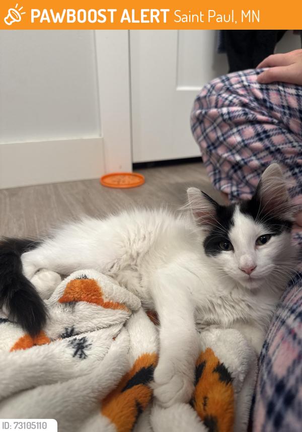 Found/Stray Unknown Cat last seen Charles Ave. Moda on Raymond apmts, Saint Paul, MN 55114