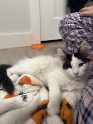 Found/Stray Unknown Cat last seen Charles Ave. Moda on Raymond apmts, Saint Paul, MN 55114