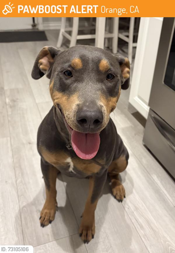 Found/Stray Female Dog last seen Mayfair and Tustin, Orange, CA 92867