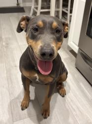 Found/Stray Female Dog last seen Mayfair and Tustin, Orange, CA 92867