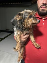 Reunited Male Dog last seen Near Chevron on 147 ave and miller drive(56 st), Kendall West, FL 33185