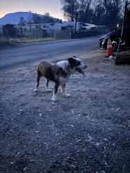 Found/Stray Unknown Dog last seen Red Gum and Tereticornis, Lake Elsinore, CA 92532