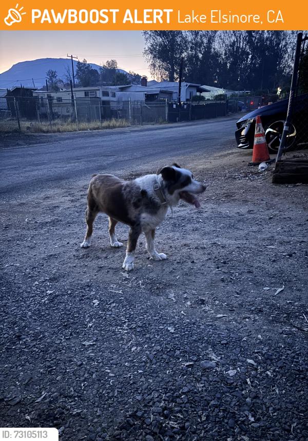 Found/Stray Unknown Dog last seen Red Gum and Tereticornis, Lake Elsinore, CA 92532