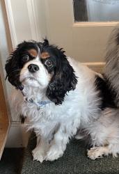 Reunited Male Dog last seen Near Round Tree Ct, Orlando, FL 32819, USA, Orlando, FL 32819