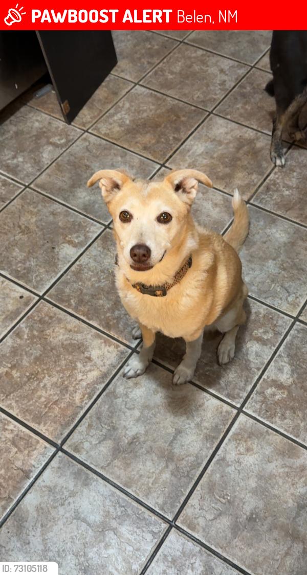 Lost Female Dog last seen Rio Communities, Belen, NM 87002