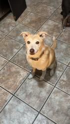 Lost Female Dog last seen Rio Communities, Belen, NM 87002
