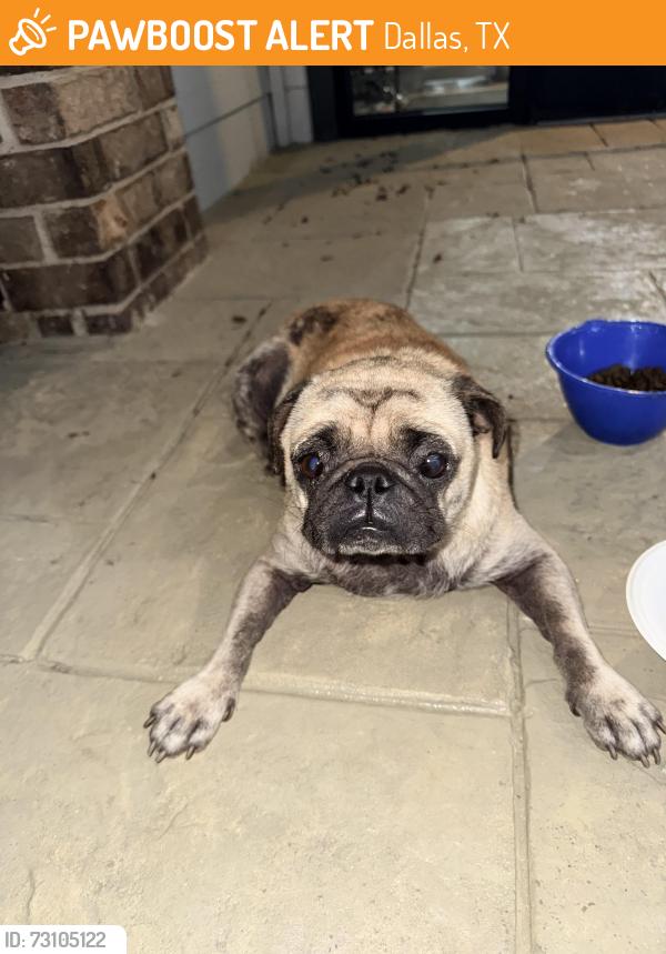 Found/Stray Female Dog last seen Hilton Head apmt Complex, Dallas, TX 75238